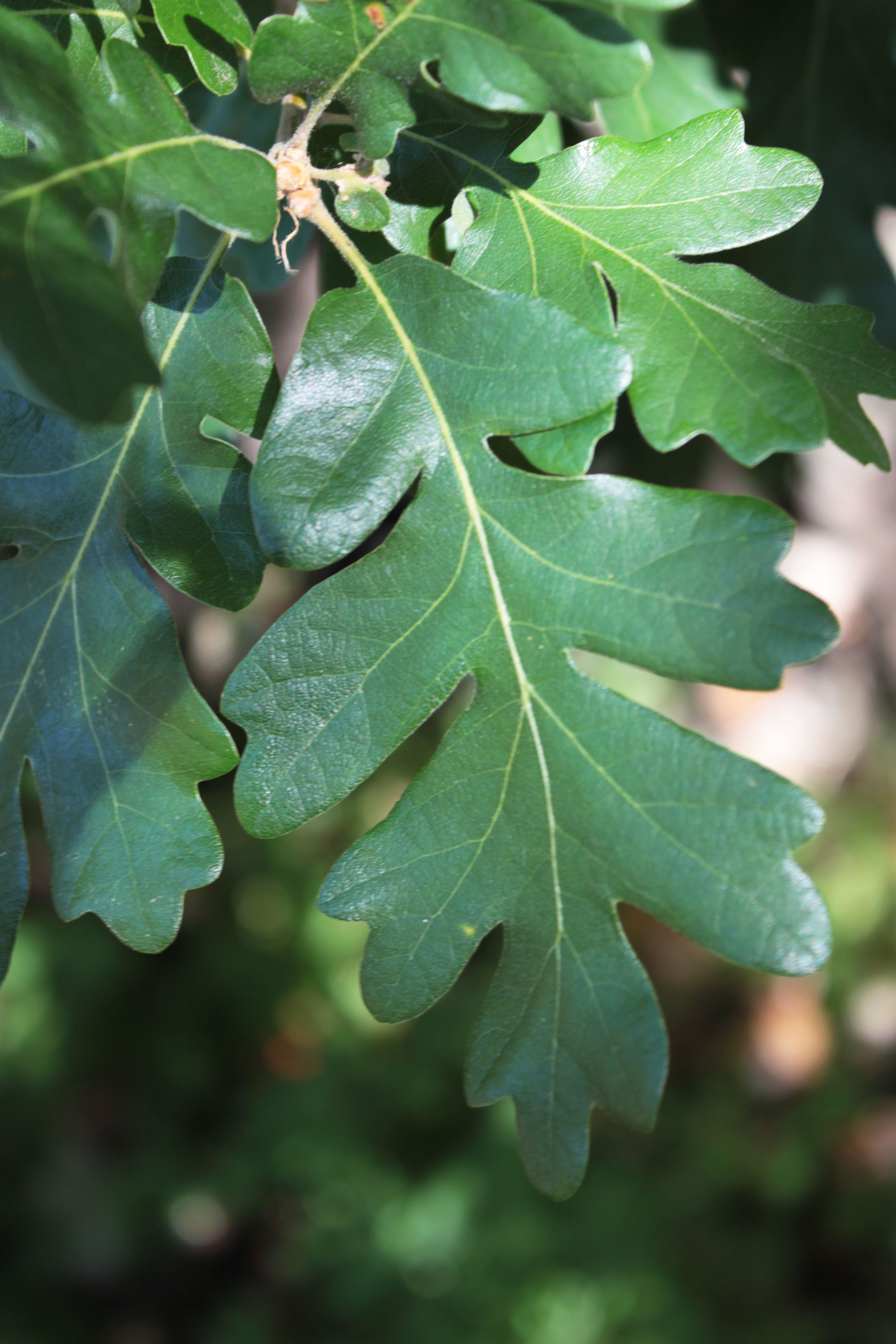 KEXMIN field station – A research & learning centre for ...
 Quercus Garryana Leaf