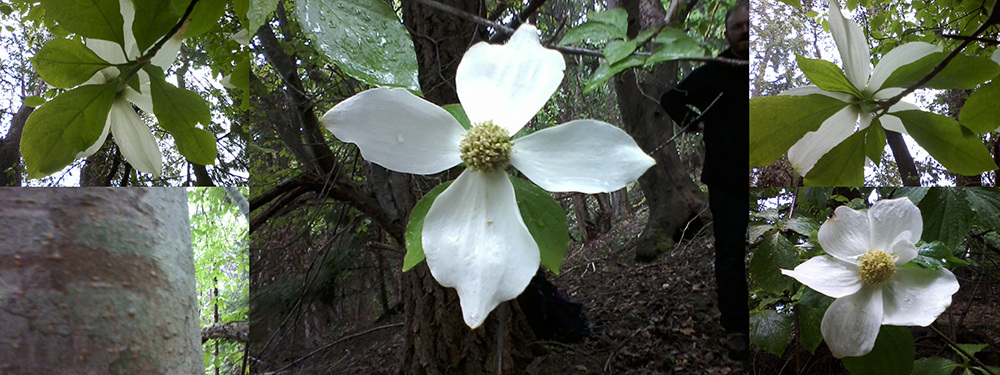 #1 Pacific dogwood in a rainstorm 2014 May 14 Mt Maxwell Salt Spring Island - castle & ingram #05 (small)