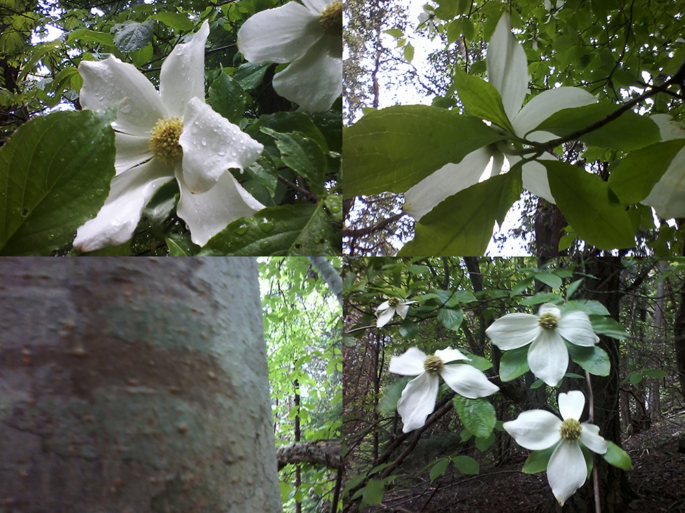 #2 Pacific dogwood in a rainstorm 2014 May 14 Mt Maxwell Salt Spring Island - castle & ingram #03(small)