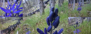 castle & ingram 2014 May 8 Camassia leichtlinii re-establishing in Mt Maxwell ER in the 2009 June 12 - 15 wildfire burn area 2(small)